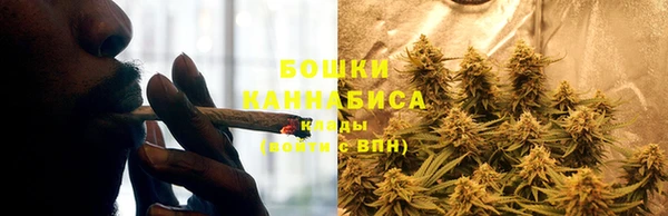 прущие грибы Балахна